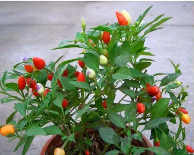 辣椒开花， 要小心