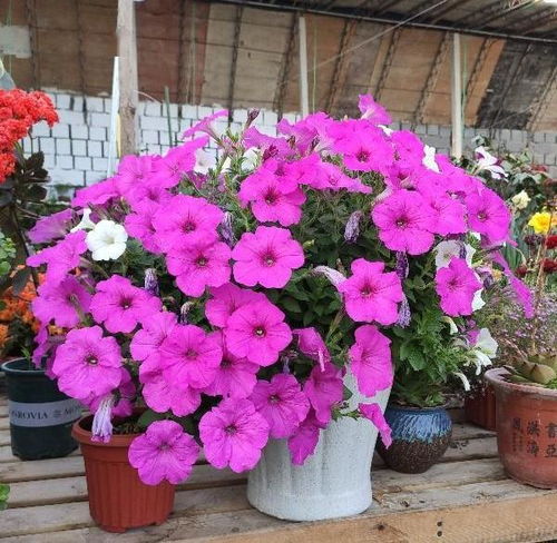 矮牵牛种植的最佳时间为春季，需了解其生长习性及土壤要求