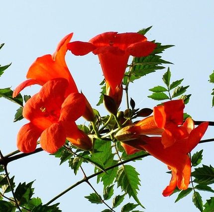 北方种植凌霄，冬季保暖是关键