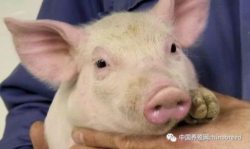 后备猪引种有哪些关键步骤需要遵循？