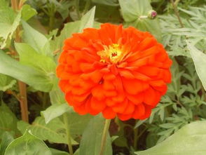 菊科花卉：秋天的明星