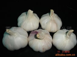 100吨大蒜冷库的建设需求