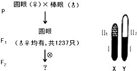 纽甜在饲料中的应用效果如何，对动物生长和饲料转化率有显著影响吗？