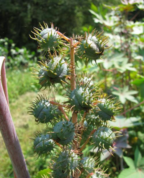 科学种植的力量