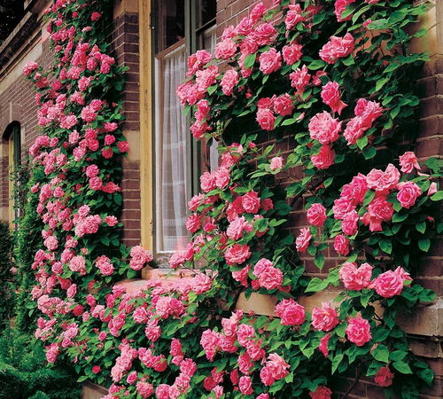 3. 具体品种介绍