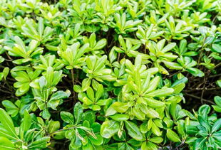 苗木行情，涨不涨价，得堪天气？还是堪人心？