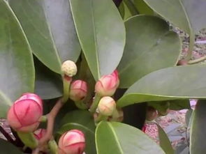 栽苗技巧， 让植株梗健壮