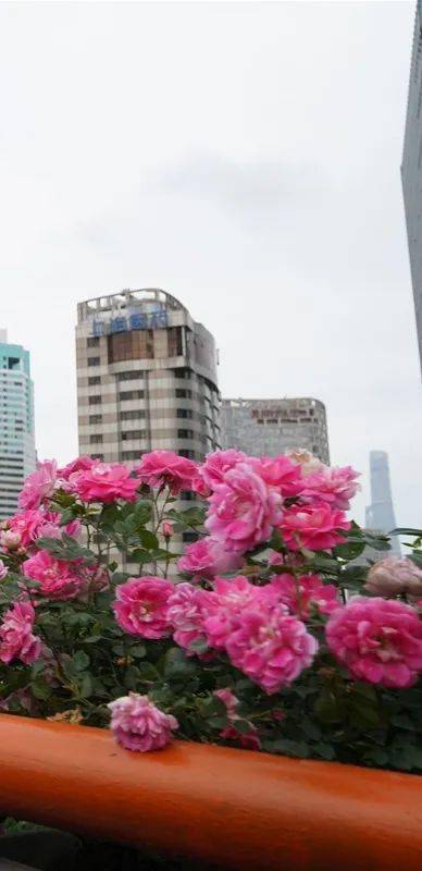 误区二：大花品种作景观应用