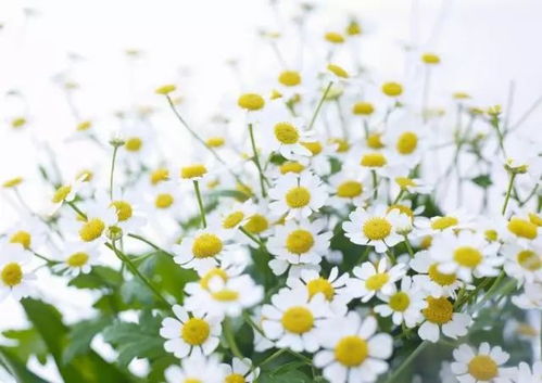 “花中甜蜜，养眼又养生！”