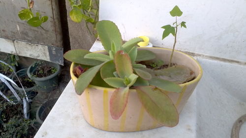 植物的用途多又多