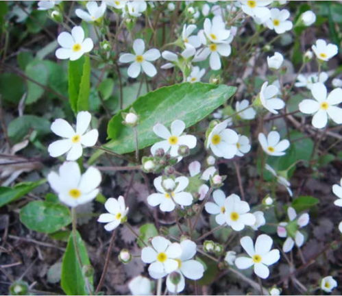 狗牙根：误以为是杂草的美丽