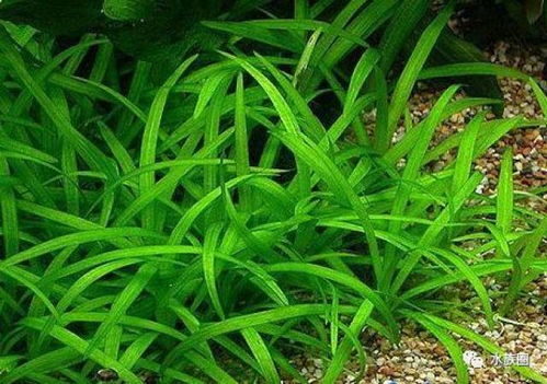 冷水草种类大集合