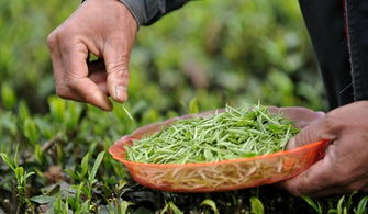 我选的茶叶，平安吗？