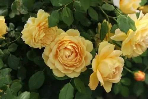 花园中的13棵藤本月季：它们的优点与缺点