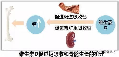 蛋鸡400天蛋壳质量下滑，因钙磷不足