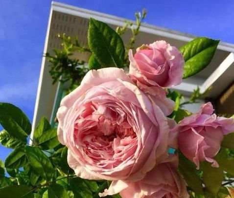 月季花的故事：奥斯汀的园艺奇迹