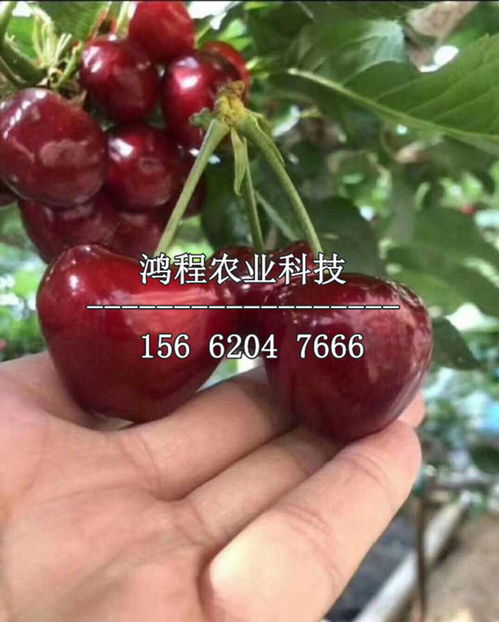 樱桃发芽后浇水那些事儿