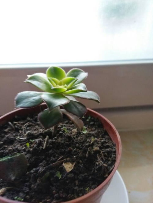 多肉植物与阳光的神秘缘分