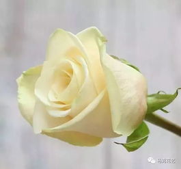 绿色玫瑰的个性和和谐