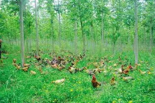 养殖场绿化，生态养殖新篇章