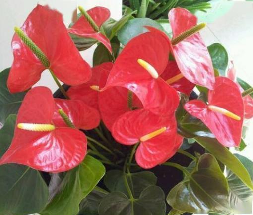 自制生根水最简单做法是什么？