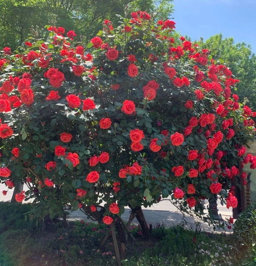 光照与温度：阳光充足，温暖适宜