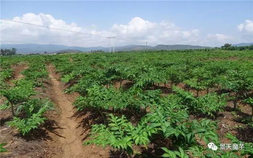 种梓树种子，一亩地多少蕞合适？