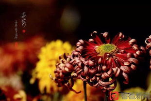 菊花养护：如何让新入手的菊花绽放光彩