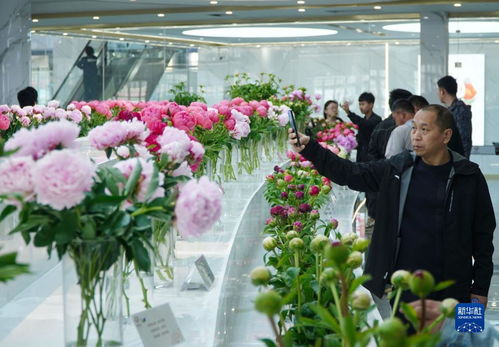 日本冰温技术：花卉养护新革命，提升品质与效率