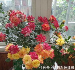 四季开花藤本月季品种大盘点