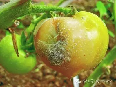 处理灰霉病果子，要讲究方法