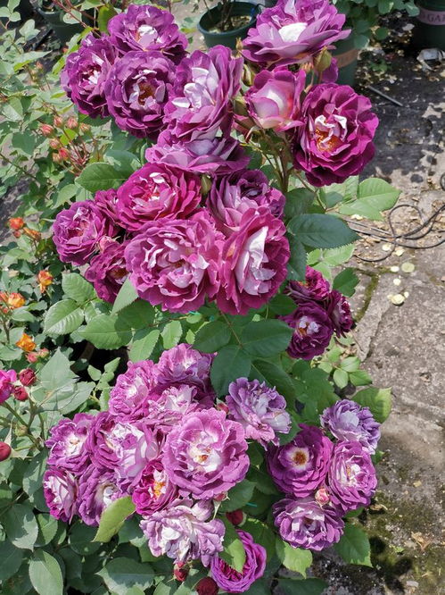 哈德斯菲尔德合唱团月季， 阳台上的四季花韵