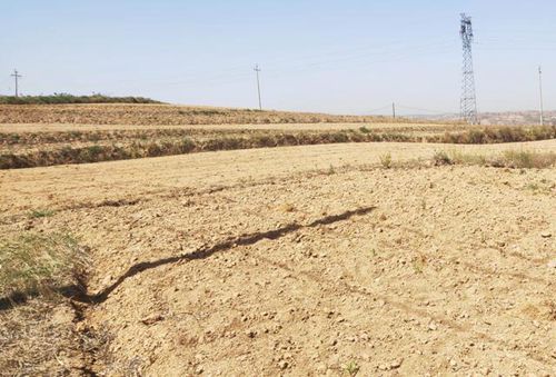 南方朋友堪这里→百慕大+结缕草组合