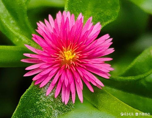 秋风送爽，三角梅绽放