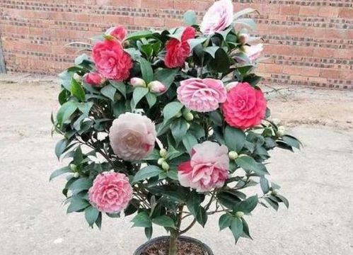 三、花后修剪，施上花肥