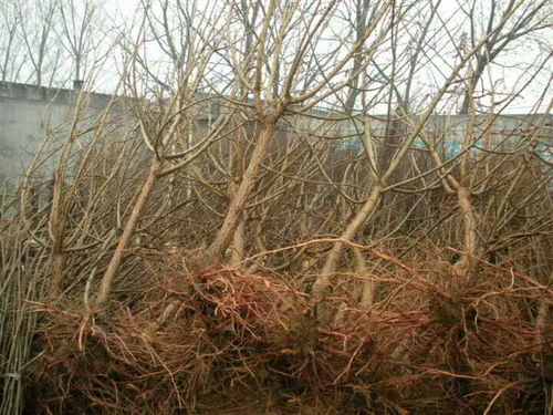 杏树种植，你知道什么时候种植成活率低吗？