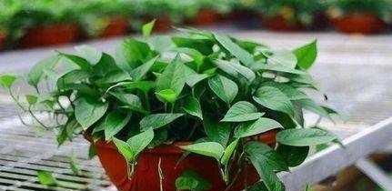 场地消毒，得彻底清理