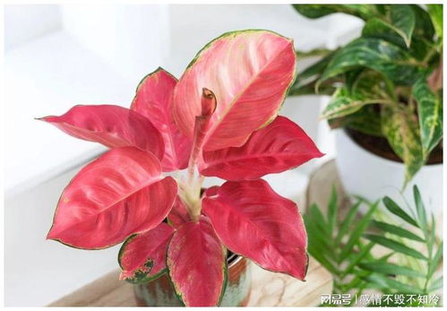 藤本月季：大游行