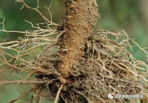 第二步：清洗花盆， 剪掉烂根