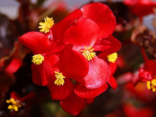 红莺歌花如何种植？适合哪些土壤和光照