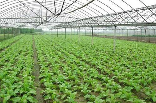冬季种菜指南里有哪些蔬菜适合在1月份种植呢