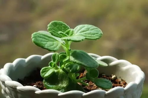 生根不落地植物有哪些？这几种特别好养
