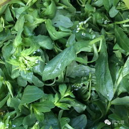 清明时节，种啥菜最火？快来学学这些高收益蔬菜种植技巧！