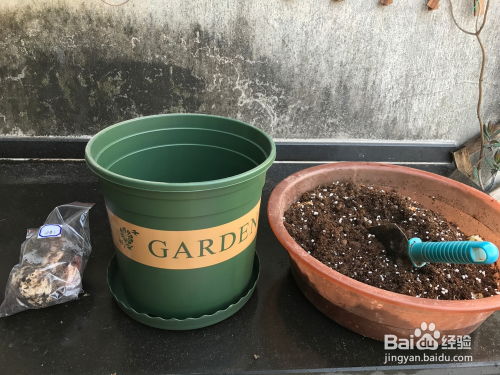百合球根种植的最佳时间和方法是什么