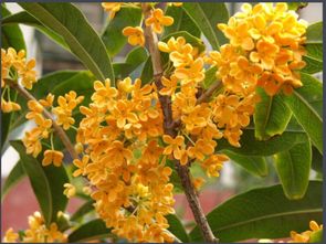 移植泥球：大小适中， 成活有保障