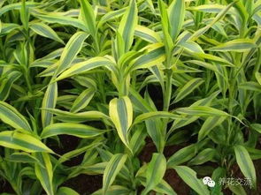 三月阴处种植，这些耐阴花卉品种你了解吗？