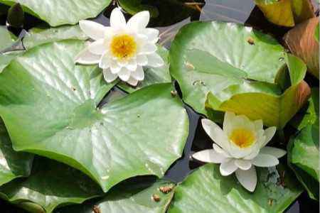 荷花根茎的奇妙构造