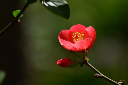 耐寒耐热， 各有各的本事