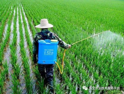 喷农药的天气讲究