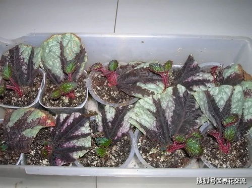 梧桐树能否通过扦插繁殖成功？